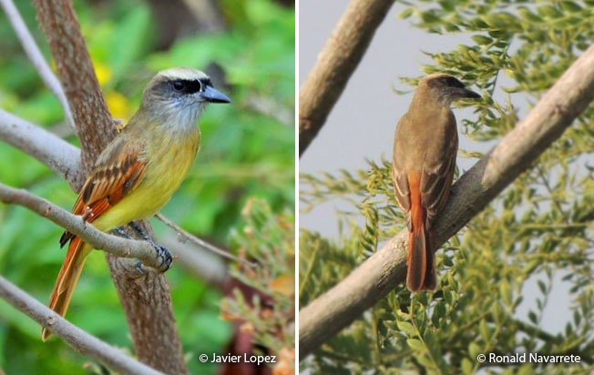 baird's_flycatcher