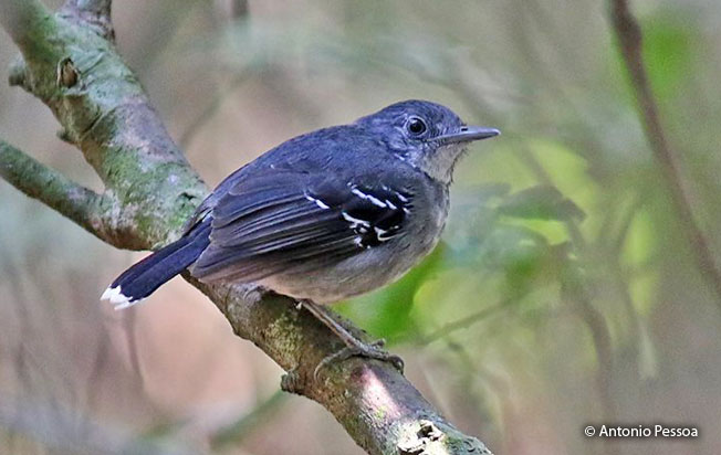 band-tailed_antbird