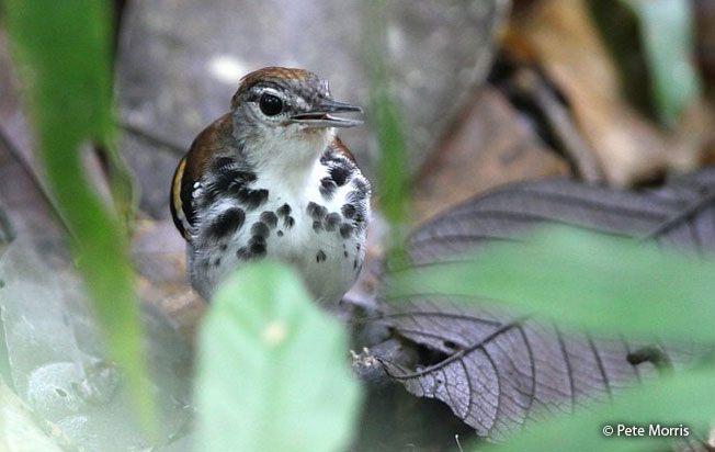 banded_antbird