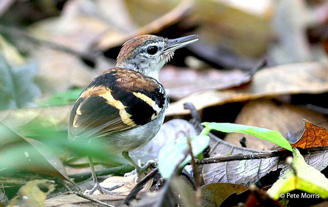 banded_antbird