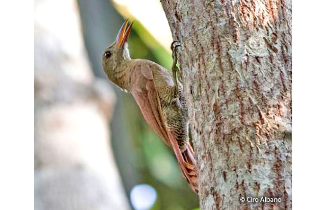 bar-bellied_woodcreeper