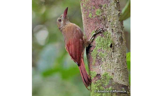 bar-bellied_woodcreeper