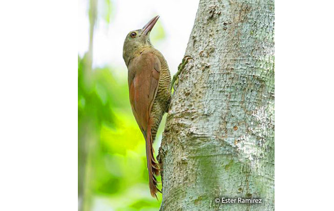 bar-bellied_woodcreeper