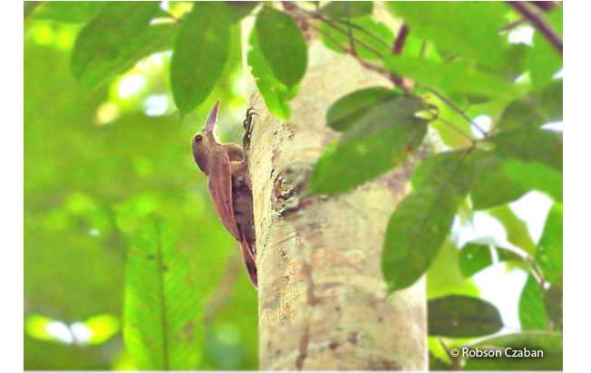 bar-bellied_woodcreeper