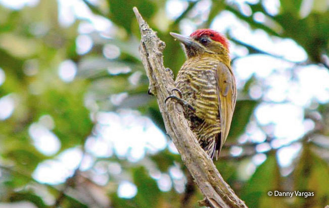 bar-bellied_woodpecker