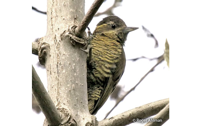 bar-bellied_woodpecker