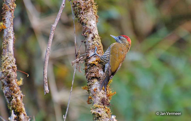 bar-bellied_woodpecker