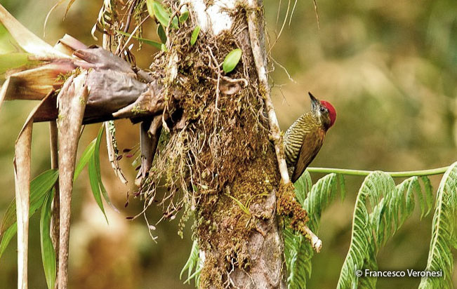 bar-bellied_woodpecker