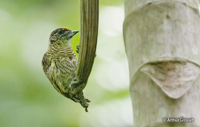 bar-breasted_piculet