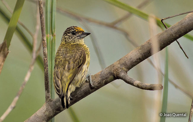bar-breasted_piculet