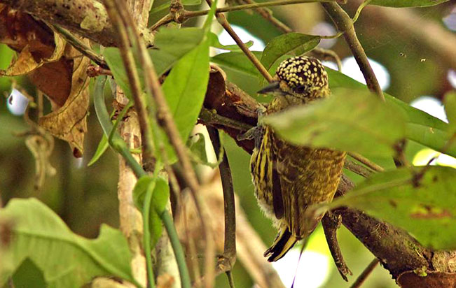 bar-breasted_piculet