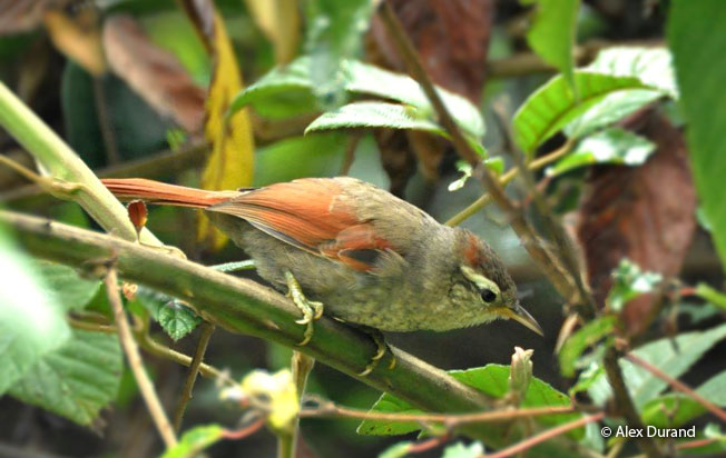 baron's_spinetail