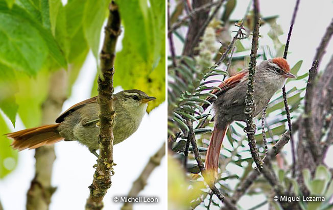 baron's_spinetail