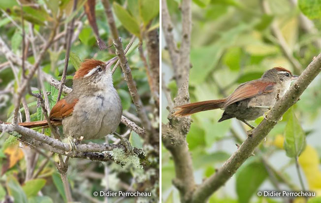 baron's_spinetail