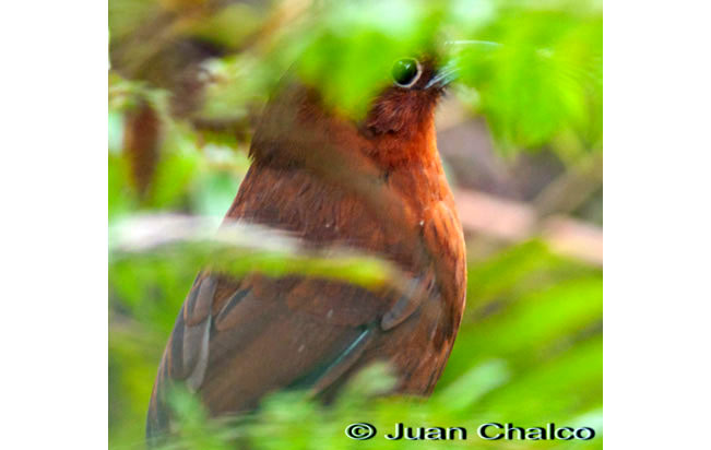 bay_antpitta