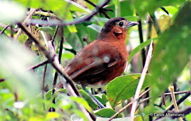bay_antpitta