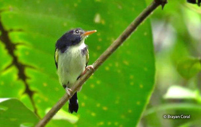 black-and-white_tody-flycatcher