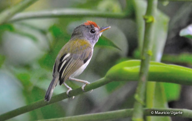 black-and-white_tody-flycatcher