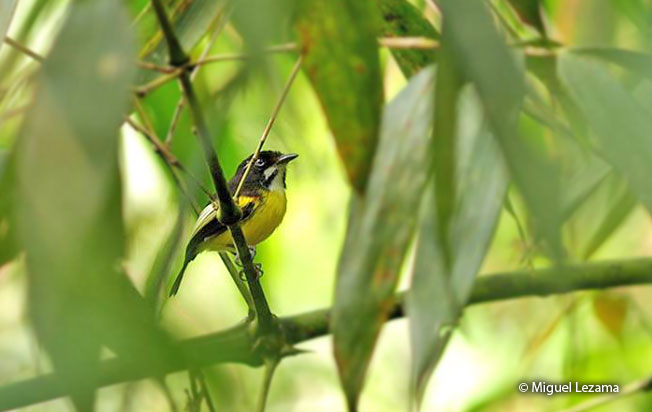 black-backed_tody-flycatcher