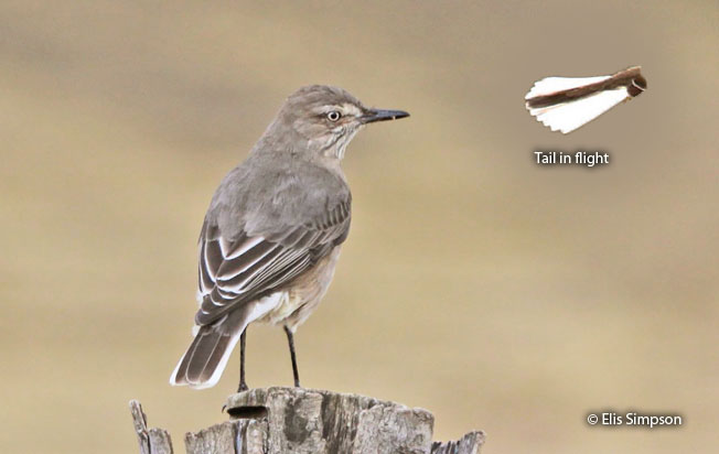 black-billed_shrike-tyrant