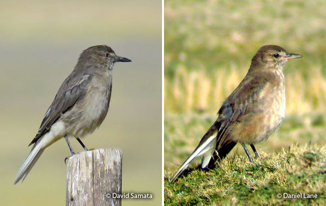 black-billed_shrike-tyrant