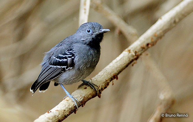 black-chinned_antbird
