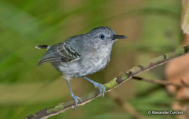 black-chinned_antbird