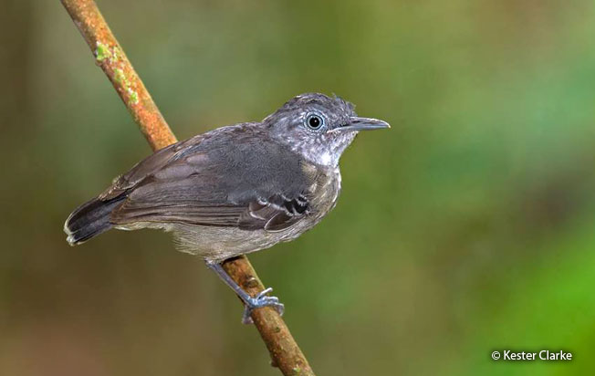 black-chinned_antbird