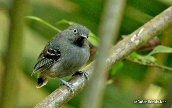 black-chinned_antbird