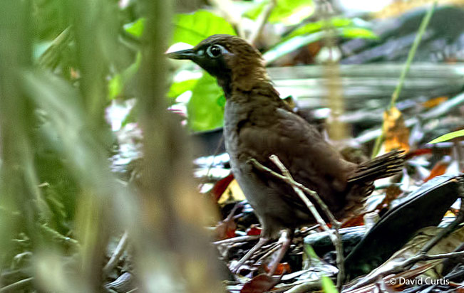 black-faced-antthrush