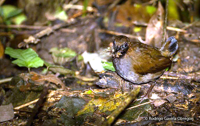black-faced-antthrush