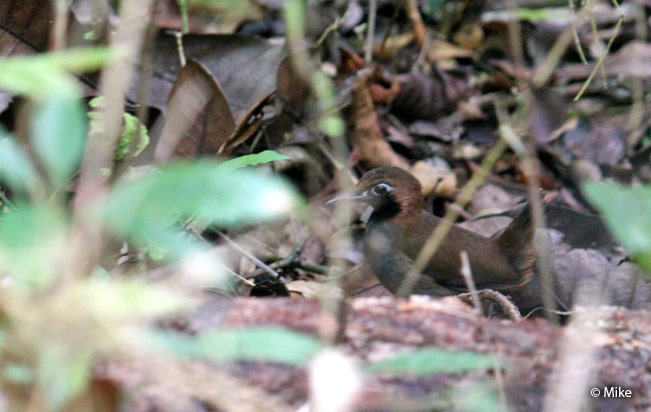 black-faced-antthrush