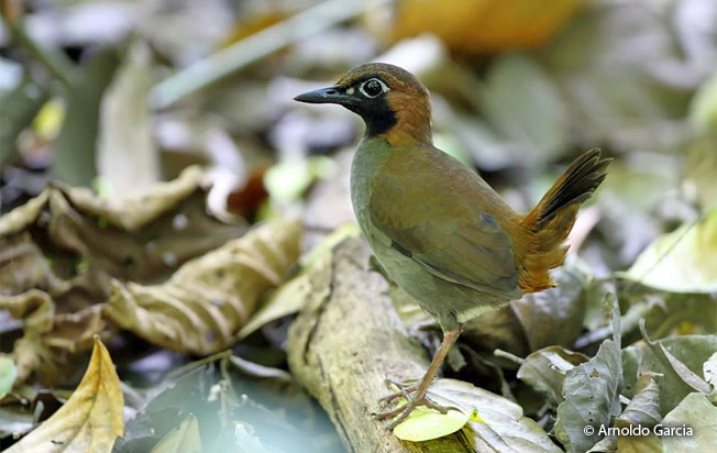 black-faced-antthrush
