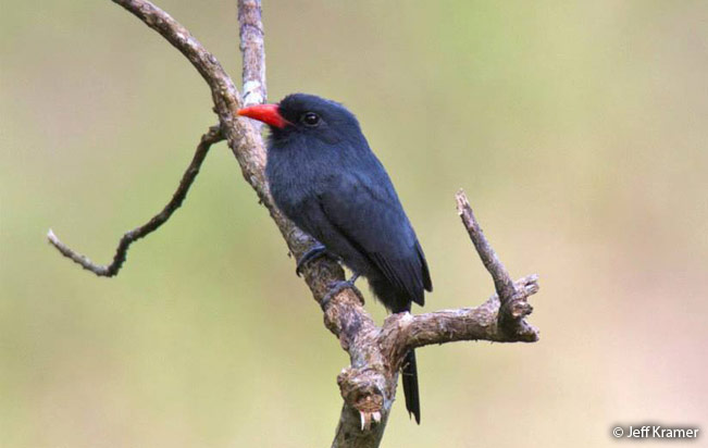 black-fronted_nunbird