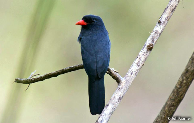 black-fronted_nunbird
