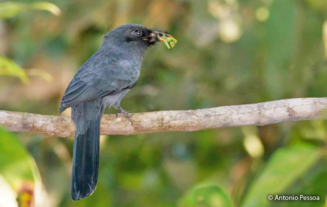 black-fronted_nunbird