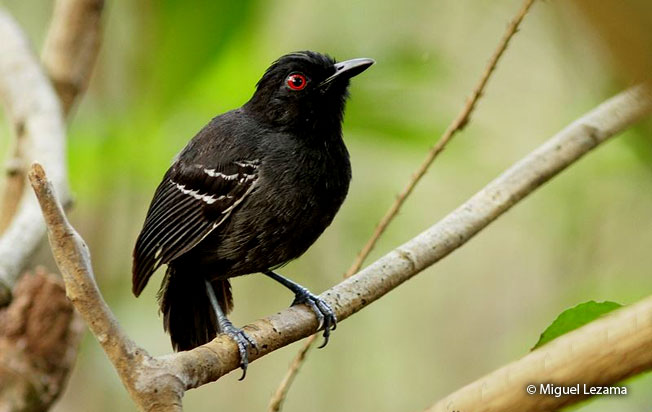 black-tailed_antbird