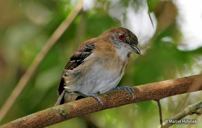 black-tailed_antbird