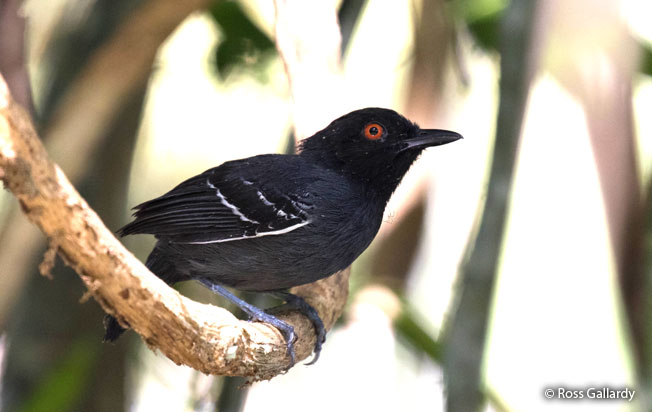 black-tailed_antbird