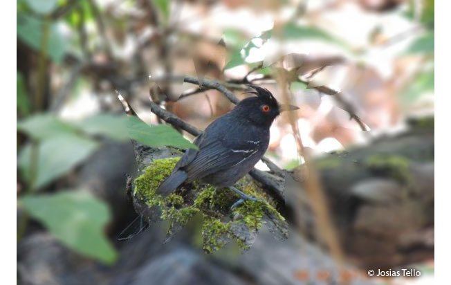 black-tailed_antbird