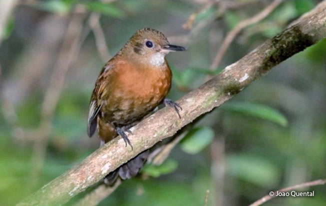 black-tailed_leaftosser