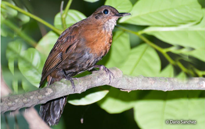 black-tailed_leaftosser