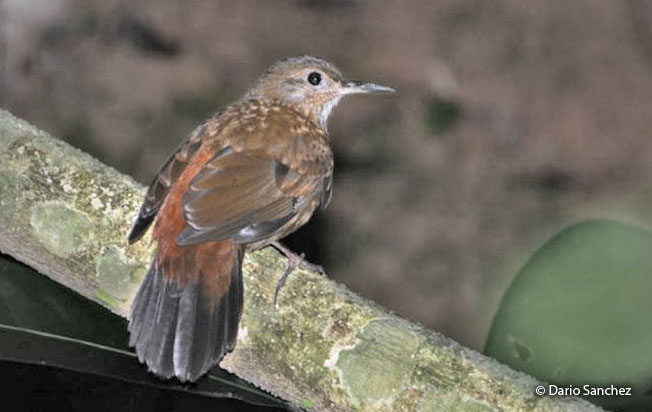 black-tailed_leaftosser