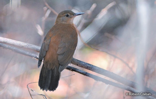 black-tailed_leaftosser