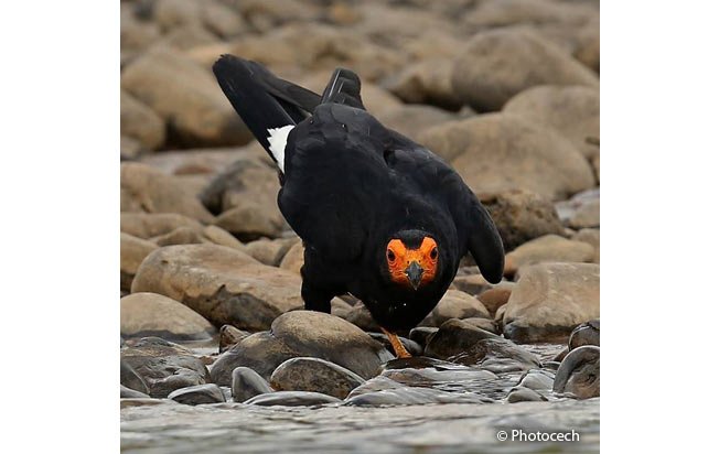 black_caracara