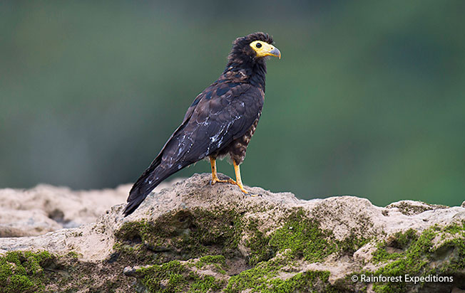 black_caracara