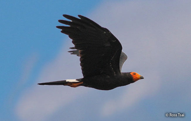 black_caracara