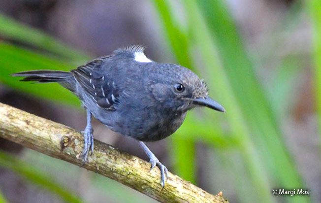 blackish_antbird