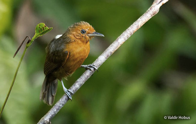blackish_antbird