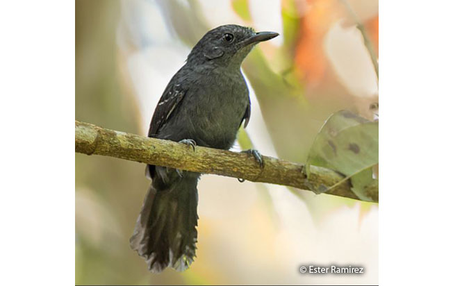 blackish_antbird